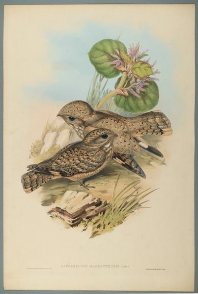 Caprimulgus Mahrattensis, Nightjar (kolor lito na papierze tkanym) autorstwa John Gould