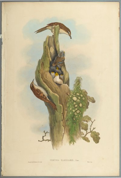 Certhia Familiaris - Tree Creeper (kolor lito na papierze tkanym) autorstwa John Gould