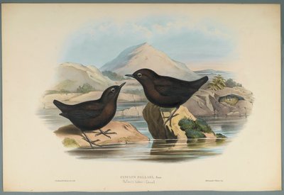 Cinclus Pallasi: Pallas Water Ouzel (kolor lito na papierze tkanym) autorstwa John Gould