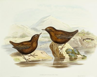 Krogulec obrożny (Accipiter cirrocephalus), Grawerowanie Johna Gould autorstwa John Gould