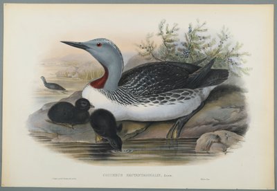 Colimbus Septentrionalis: nurek czerwonogardły (kolor lito na papierze tkanym) autorstwa John Gould