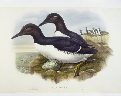 Murre pospolite (Uria aalge), Grawerowanie Johna Goulda, Williama Harta, HC Richtera autorstwa John Gould