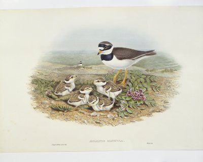 Sieweczka obrożna (Charadrius hiaticula), ilustracja autorstwa John Gould
