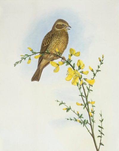 Trznadel kukurydziany (Miliaria o Emberiza calandra), Grawerowanie autorstwa Johna Gould autorstwa John Gould
