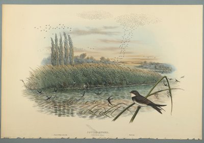 Cotyle Riparia (kolor lito na papierze tkanym) autorstwa John Gould