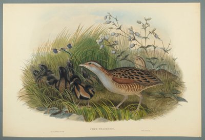 Crex Pratensis - Land Rail lub Corn Crane (kolor lito na papierze tkanym) autorstwa John Gould