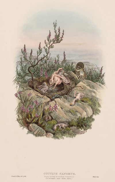 Śpiewająca kukułka autorstwa John Gould