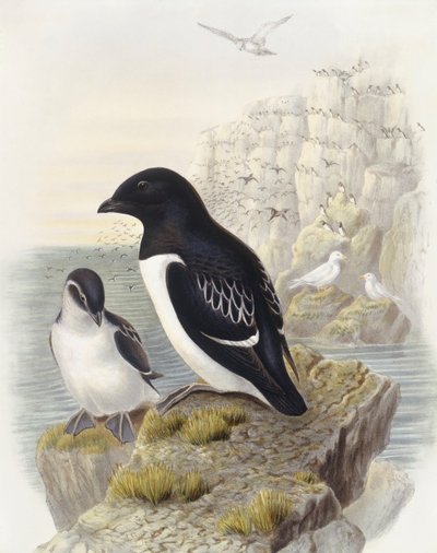 Dovekie (Alle alle), Grawerowanie Johna Gould autorstwa John Gould