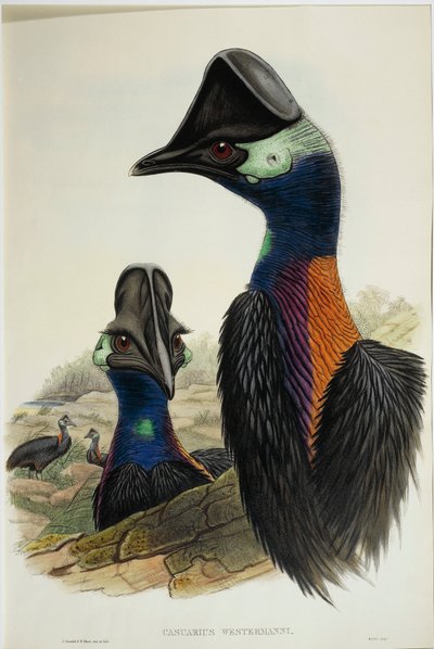 Kazuar karłowaty Casuarius bennetti, grawer autorstwa John Gould