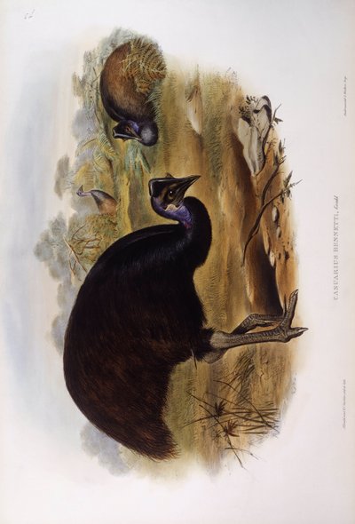 Kazuar karłowaty (Casuarius bennetti), Grawerowanie Johna Gould autorstwa John Gould