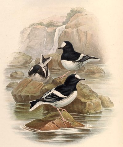 Enicurus scouleri autorstwa John Gould