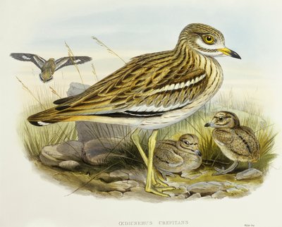 Eurazjatyckie grube kolano (Burhinus oedicnemus), Grawerowanie Johna Gould autorstwa John Gould