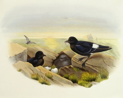 Europejski burzak (Hydrobates pelagicus), Grawerowanie Johna Gould autorstwa John Gould