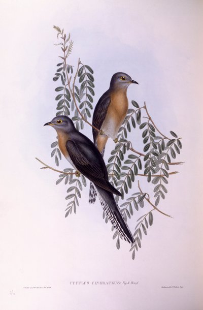 Kukułka wachlarzowata (Cacomantis flabelliformis), Grawerowanie autorstwa Johna Gould autorstwa John Gould