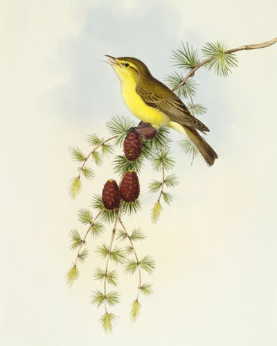Muchołówka (Ficedula hypolaris), Grawerowanie Johna Gould autorstwa John Gould