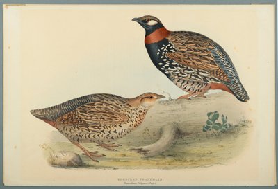 Francolinus Vulgaris (Briss): Europejski Francolin (kolor lito na papierze tkanym) autorstwa John Gould