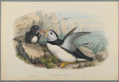 Fratercula Arctica: Maskonur (kolor lito na papierze tkanym) autorstwa John Gould