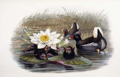 Gallinula Chloropus autorstwa John Gould
