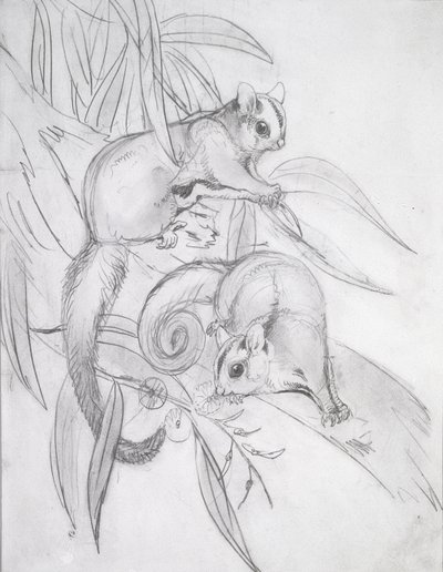 Oposy szybujące (ołówek) autorstwa John Gould