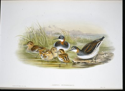 Błyszczący Ibis (Falcinellus Igneus) (ręcznie barwiony lito) autorstwa John Gould