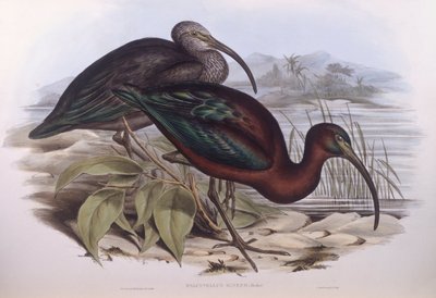 Ibis błyszczący (Plegadis falcinellus), Grawerowanie autorstwa Johna Gould autorstwa John Gould