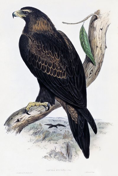 Orzeł przedni (Aquila chrysaetos), litografia z Birds of Australia and Great Britain autorstwa Johna Goulda (1804-1881), Wielka Brytania autorstwa John Gould