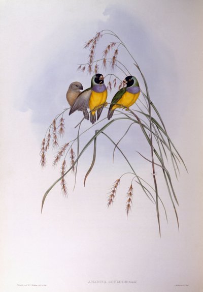 Dziwonia Gouldia (Chloebia lub Erythrura gouldiae), Grawerowanie Johna Goulda autorstwa John Gould