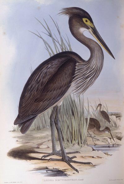 Czapla wielkodzioba (Ardea sumatrana), rycina autorstwa Johna Goulda autorstwa John Gould