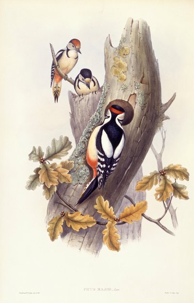 Dzięcioł duży (Dendrocopos major), Grawerowanie Johna Gould autorstwa John Gould