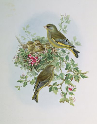 Dzwoniec autorstwa John Gould