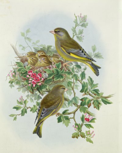 Dzwoniec, 1873 (wc, ołówek na papierze) autorstwa John Gould
