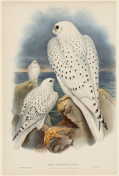  autorstwa John Gould