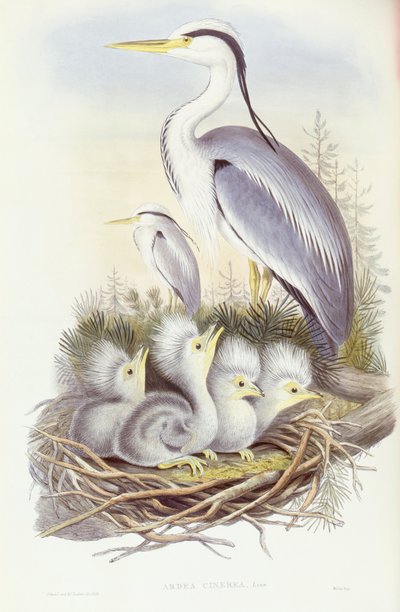 Czapla siwa (Ardea cinerea), Grawerowanie Johna Gould autorstwa John Gould