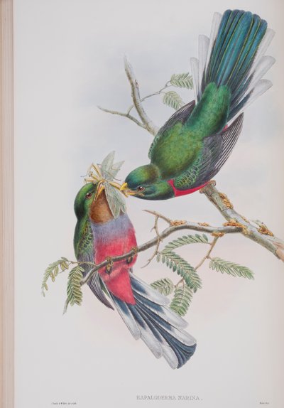 Hapaloderma Narina, płyta z The Birds of Great Britain autorstwa Johna Goulda, wydana w latach 1862-73 (litografia ręcznie kolorowana) autorstwa John Gould