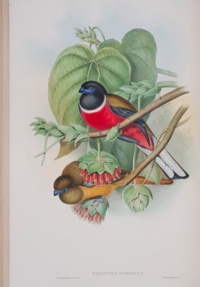 Harpactes Fasciatus, płyta z The Birds of Great Britain autorstwa Johna Goulda, wydana w latach 1862-73 (litografia ręcznie kolorowana) autorstwa John Gould