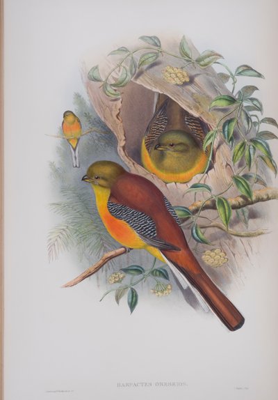 Harpactes Oreskios, płyta z The Birds of Great Britain autorstwa Johna Goulda, wydana w latach 1862-73 (litografia ręcznie kolorowana) autorstwa John Gould