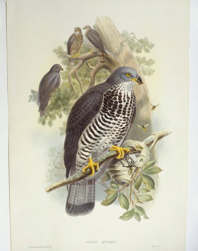 Myszołów zwyczajny (Pernis apivorus), ilustracja autorstwa John Gould