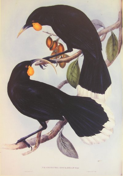 Ilustracja przedstawiająca parę Huia autorstwa John Gould