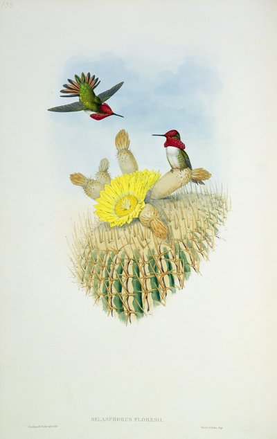 Koliber, grawerowane przez Waltera i Cohen autorstwa John Gould
