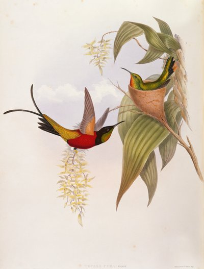 Kolibry (Topaza Pyra) z monografii trochilida autorstwa John Gould