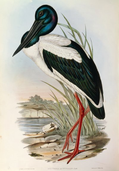 Ilustracja z filmu „Ptaki Australii” Johna Goulda przedstawiające bociana czarnoszyi Ephippiorhynchus asiaticus, autorstwa John Gould