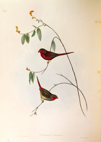 Ilustracja z „Ptaki Australii” Johna Goulda przedstawiająca Crimson Finch Neochmia phaeton, grawerowana kolorowo autorstwa John Gould