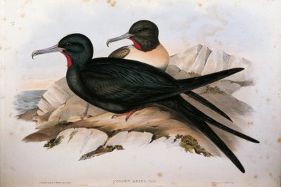 Ilustracja z filmu „Ptaki Australii” Johna Goulda przedstawiające fregatę małą Fregatę ariel, autorstwa Oscara Dresslera autorstwa John Gould