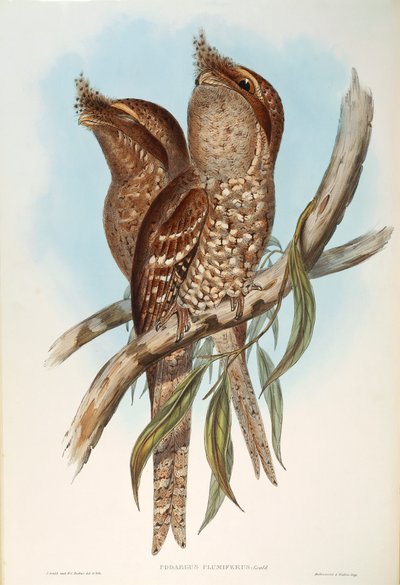 Ilustracja z filmu „Ptaki Australii” Johna Goulda przedstawiające Tawny Frogmouth Podargus strigoides, autorstwa Oscara Dresslera autorstwa John Gould
