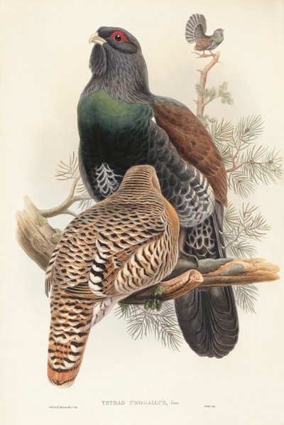 Ilustracja z „Ptaków Wielkiej Brytanii” Johna Goulda przedstawiająca głuszca Tetrao urogallus autorstwa John Gould