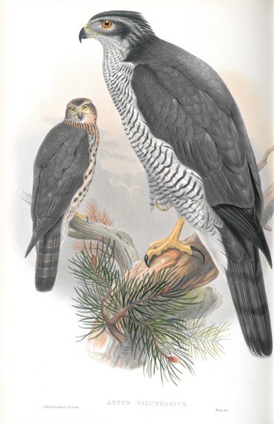 Ilustracja Astur Palumbarius (jastrząb) autorstwa John Gould