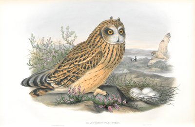 Ilustracja Brachyotus Palustris (sowa uszata) autorstwa John Gould