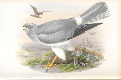 Ilustracja Circus Cyaneus (kura błotniak) autorstwa John Gould