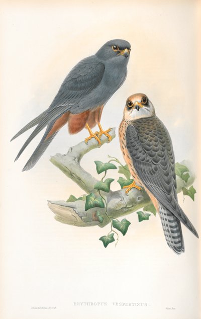 Ilustracja Erythropus Vespertinus (hobby pomarańczowonogie) autorstwa John Gould