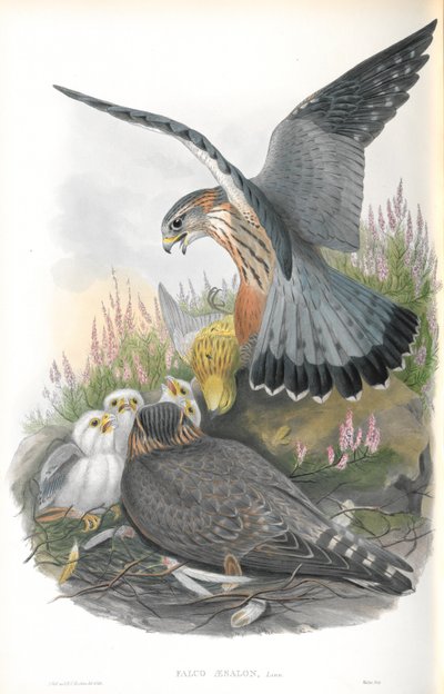Ilustracja Falco Aesalon (Merlin) autorstwa John Gould